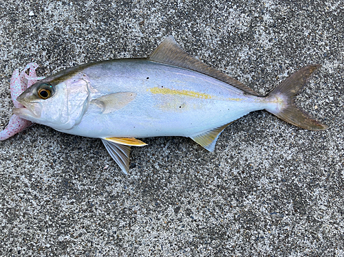 ショゴの釣果