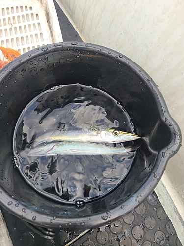 カマスの釣果