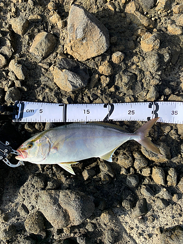 ショゴの釣果