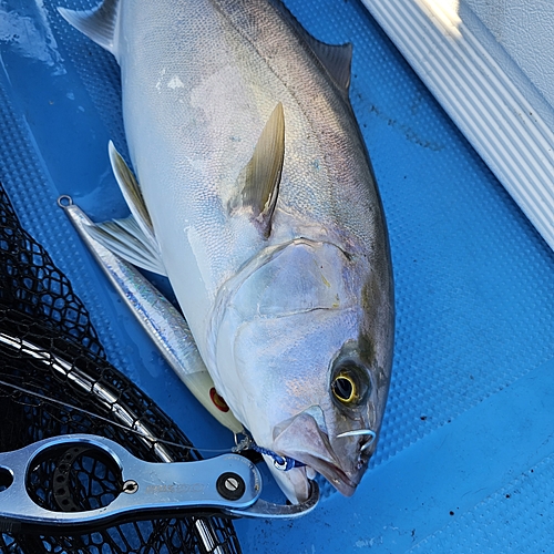 カンパチの釣果