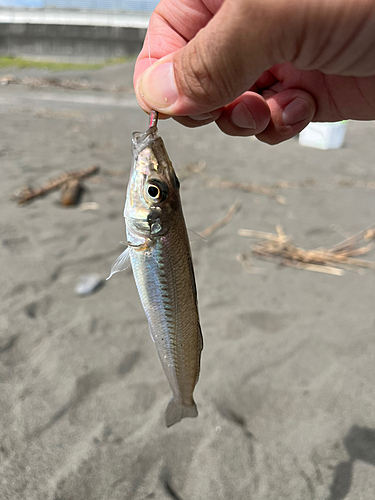 キスの釣果