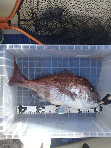 マダイの釣果