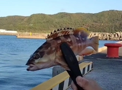 アカハタの釣果