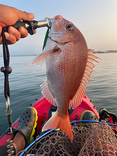 マダイの釣果