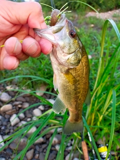 ラージマウスバスの釣果