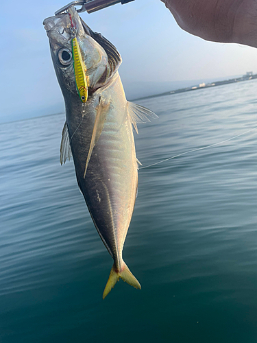 マアジの釣果