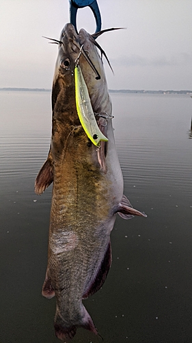 アメリカナマズの釣果