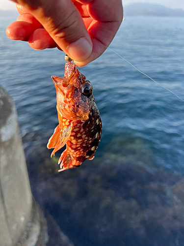 キジハタの釣果