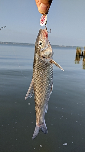 ニゴイの釣果