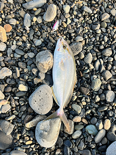 ショゴの釣果