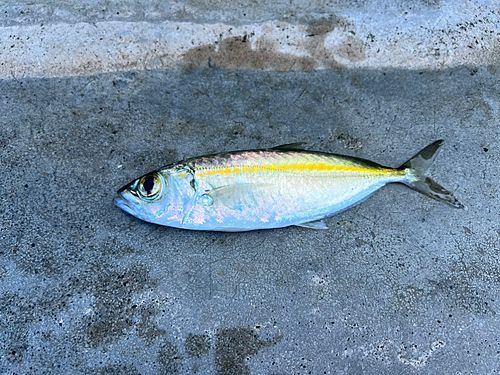 メアジの釣果