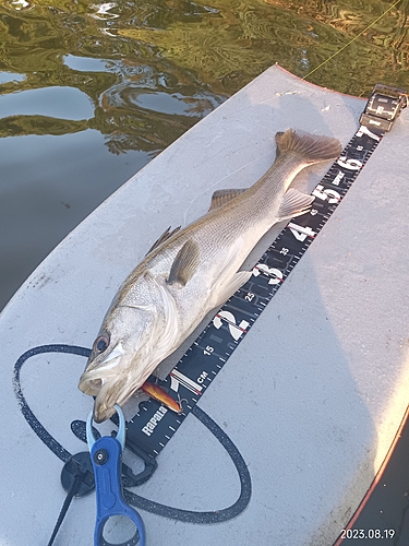 シーバスの釣果