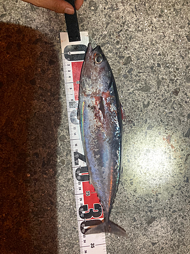 ソウダガツオの釣果