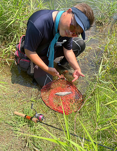 ヤマメの釣果