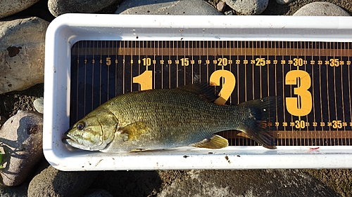 スモールマウスバスの釣果