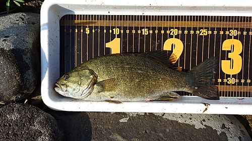 スモールマウスバスの釣果