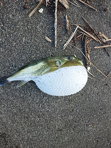 シロサバフグの釣果