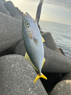 ツバスの釣果