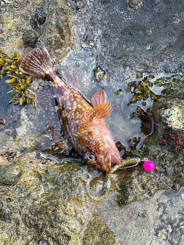 釣果