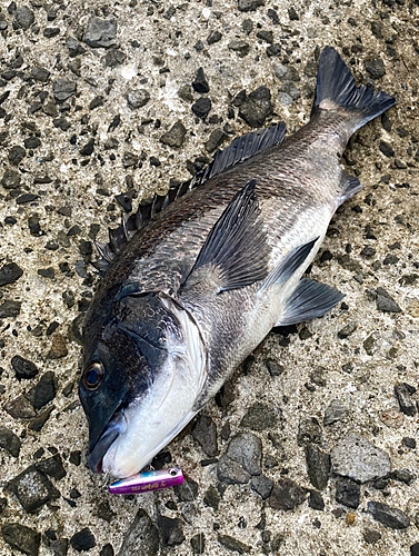 クロダイの釣果