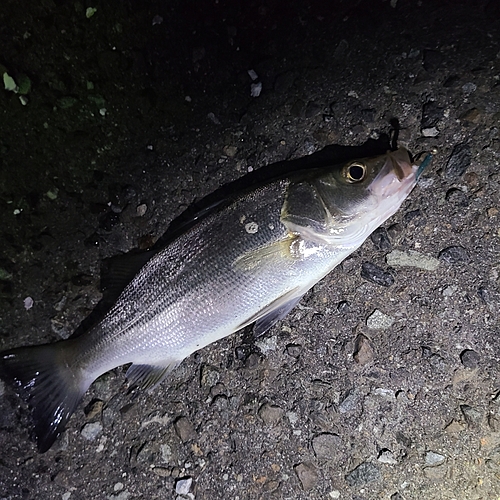 セイゴ（ヒラスズキ）の釣果