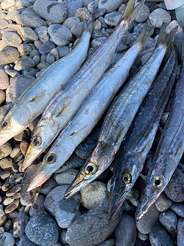 カマスの釣果