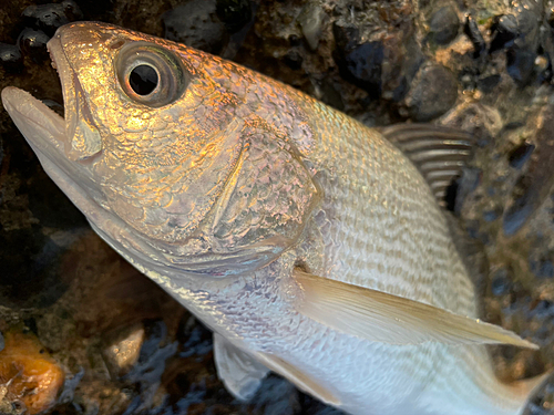 イシモチの釣果