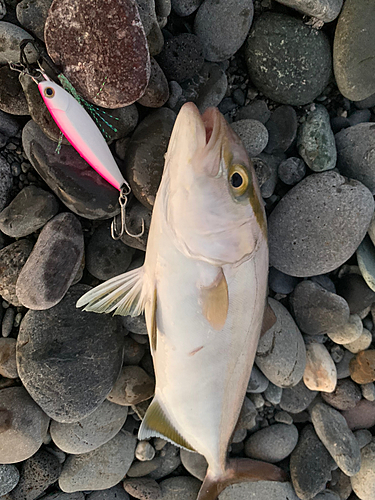 ショゴの釣果