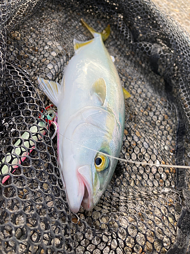 ツバスの釣果