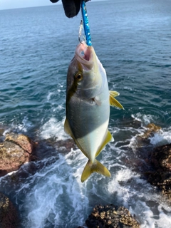 シオの釣果