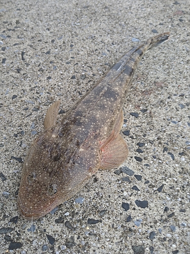 マゴチの釣果