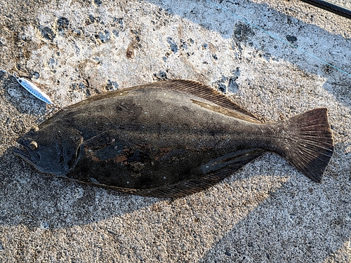 ヒラメの釣果