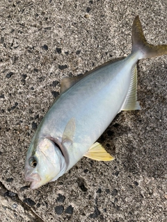 ショゴの釣果