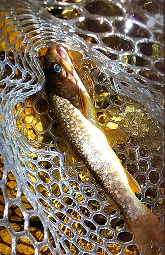 イワナの釣果