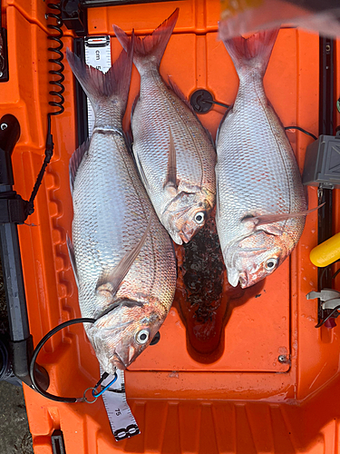 タイの釣果