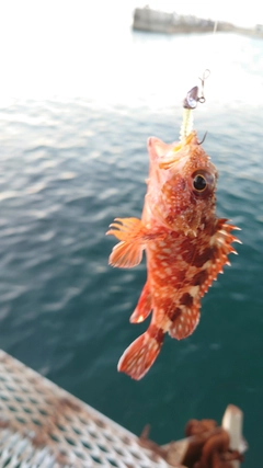 ガシラの釣果