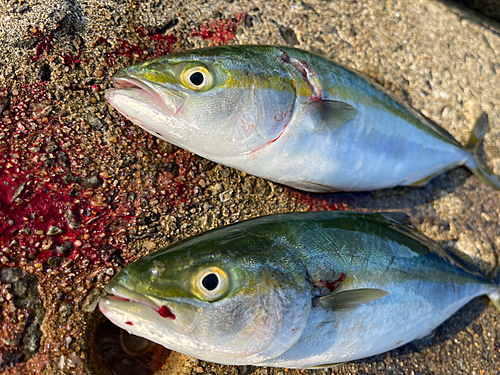 ツバスの釣果