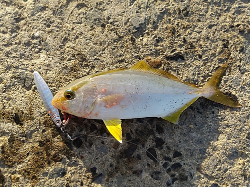 ショゴの釣果