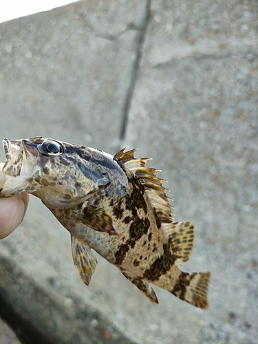 タケノコメバルの釣果