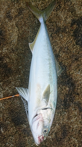 ヤズの釣果