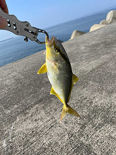 ショゴの釣果