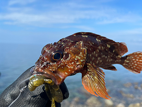 カサゴの釣果