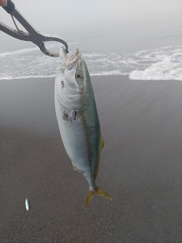 イナダの釣果