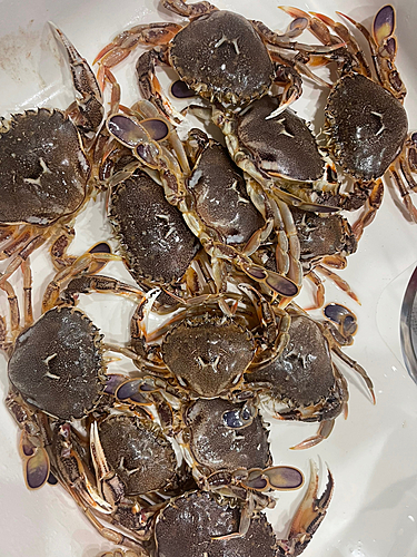 ワタリガニの釣果