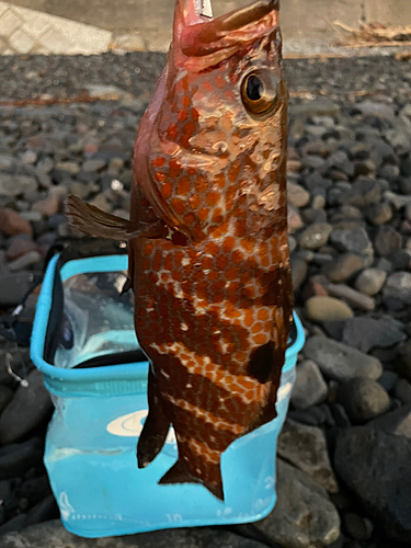 キジハタの釣果