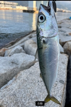 サバの釣果