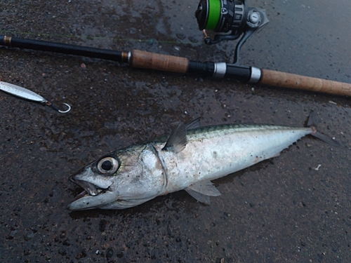 サバの釣果