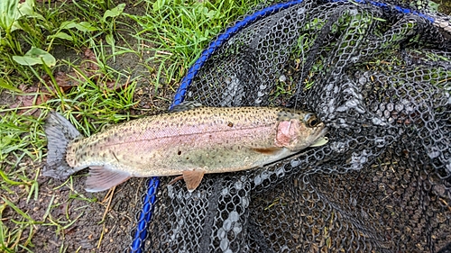 アルビノニジマスの釣果