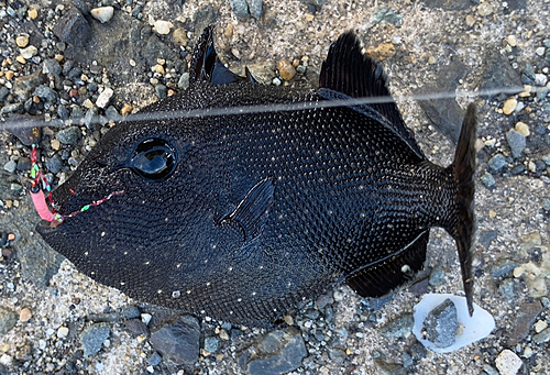 モンガラカワハギの釣果