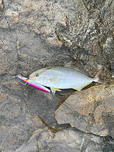 カンパチの釣果